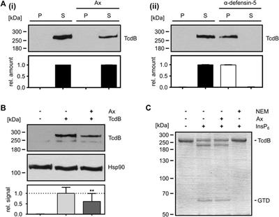 Frontiers | Inhibition Of Clostridioides Difficile Toxins TcdA And TcdB ...